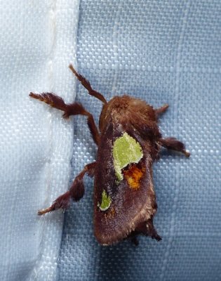 Nanina Oak Slug Moth - Euclea nanina