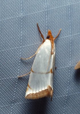 Moth - Argyria rufisignella