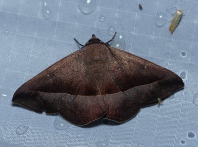 Moth - Epidromia rotundata
