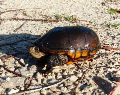 Mud Turtle - Kinosternon subrurum