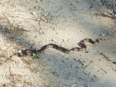 Florida Pine Snake - Pituophis melanoleucus