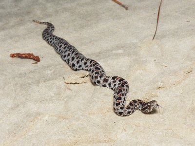 Dusky Pygmy Rattlesnake - Sistrurus miliarius barbouri