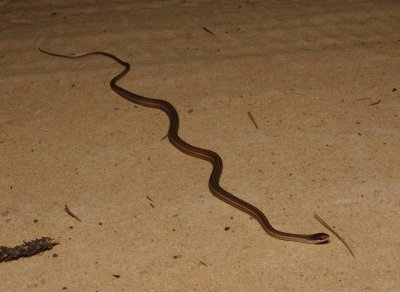Peninsula Ribbon Snake - Thamnophis sauritus sackenii