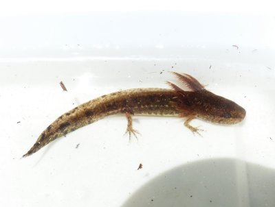 Mole Salamander Larva - <i>Ambystoma talpoideum</i>
