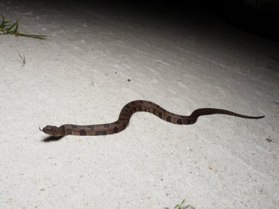 Brown Water Snake - <i>Nerodia taxispilota</i>