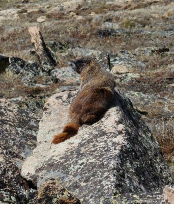 Yellow-bellied Marmot - Marmota flaviventris