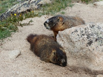 Yellow-bellied Marmot - Marmota flaviventris