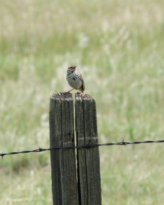 Savannah Sparrow - Passerculus sandwichensis