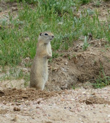 Wyoming Ground Squirrel - Urocitellus elegans