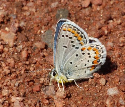 Melissa Blue - Plebejus melissa