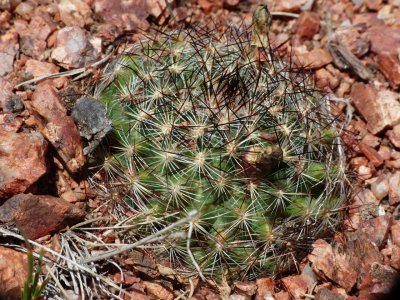 Simpson's Hedgehog Cactus - Pediocactus simpsonii