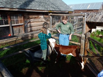 Cassie feeding calf
