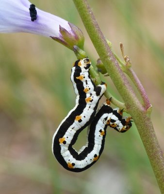 Caterpillar - Meris alticola