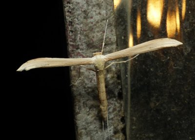 Moth - Hellinsia