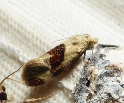 Leafroller Moths - Tortricoidea