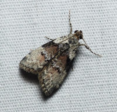 Moth - Pococera