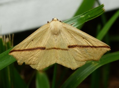 Yellow Slant-line - Tetracis crocallata