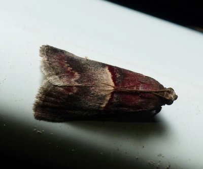 Cordovan Pyralid Moth - Acrobasis exsulella