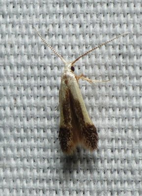 Moth - Coleophora
