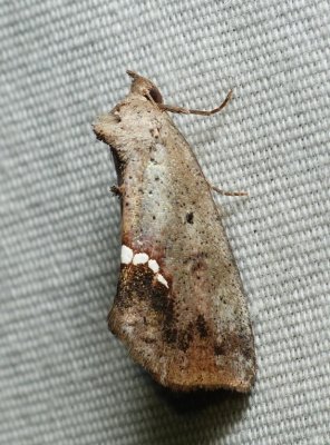 Small Necklace Moth - Hypsoropha hormos