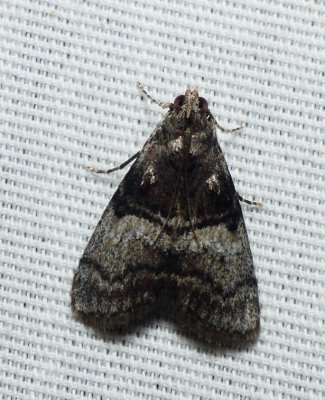 Maple Webworm Moth - Pococera asperatella