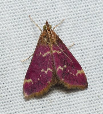 Raspberry Pyrausta Moth - Pyrausta signatalis