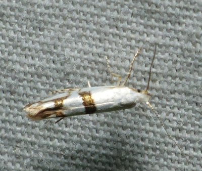Ermine Moths and other Micros - Yponomeutoidea