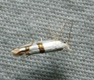 Cherry Shoot Borer - Argyresthia oreasella