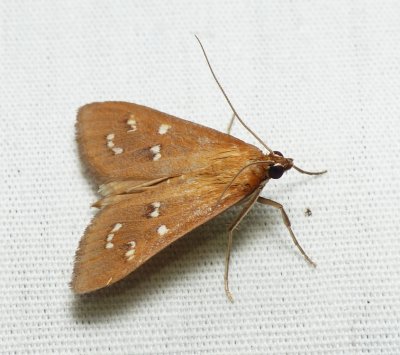 White-spotted Orange Moth - Diastictis argyralis