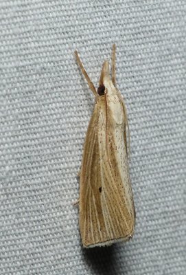 Moth - Epina alleni