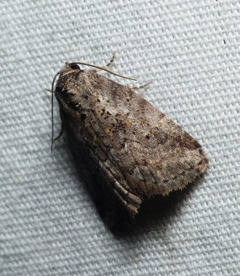 Dotted Graylet Moth - Hyperstrotia pervertens