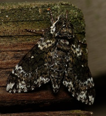 Backyard Moth Lifelist