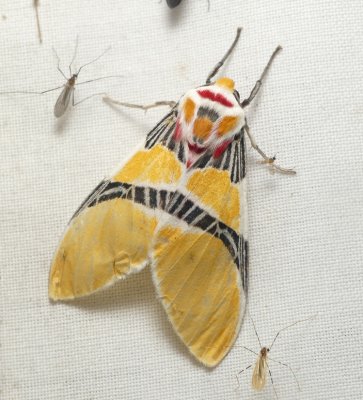 Moth