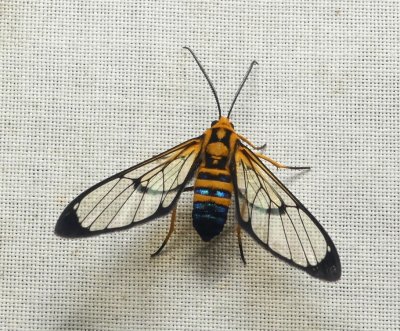 Moth