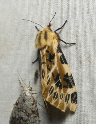 Moth