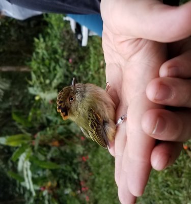 Scale-crested Pygmy-tyrant - Lophotriccus pileatus