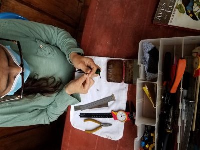 Hummingbird banding