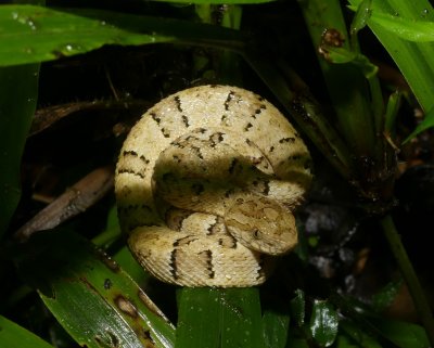 Osborne's Lancehead - Bothrops osbornei