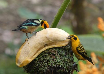 Ecuador Birding and Bird-banding Trip, December 2020