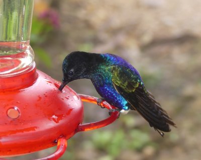 Velvet-purple Coronet - Boissonneaua jardini