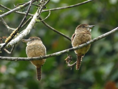 Barred Puffbirds - Nystalus radiatus