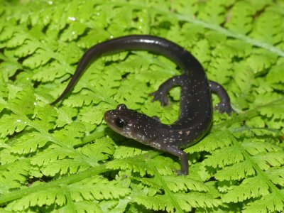 Wehrle's Salamander - Plethodon wehrlei