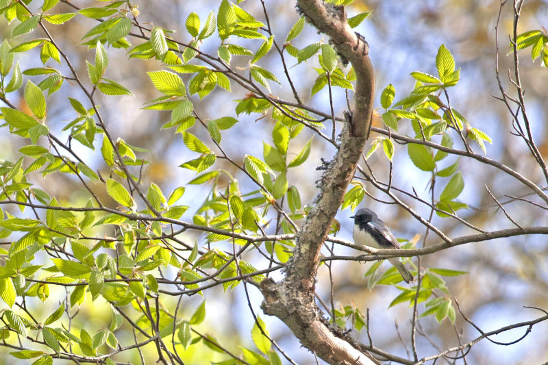 Black-Throated Blue Warbler