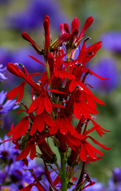 Cardinal Flower (Lobelia cardinalis)