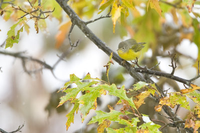 Nashville Warbler