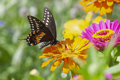 Black Swallowtail