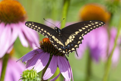 Black Swallowtail