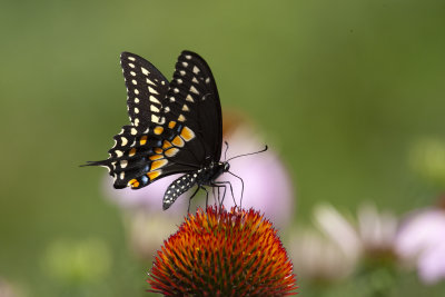Black Swallowtail