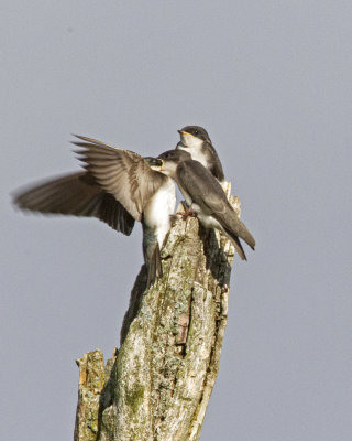 Tree Swallows: adult and fledglings