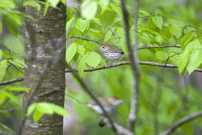 Ovenbird Pair
